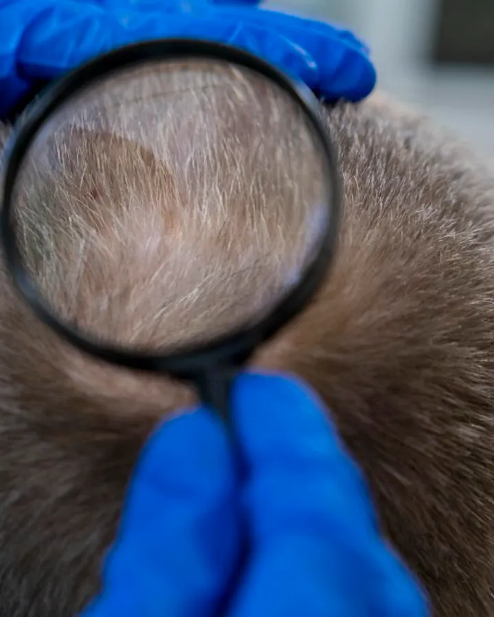 Evaluación de la caída del cabello y cuero cabelludo